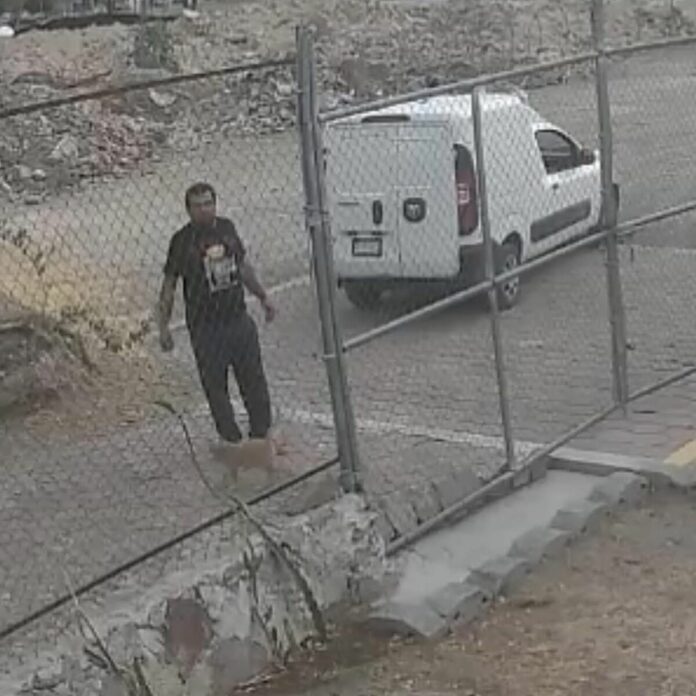 Abandonan cinco cachorros enfermos de parvovirus en instalaciones de Cuidado Animal SJR