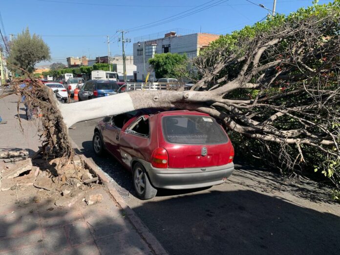 Árbol colapsa sobre auto en Av. Juárez, San Juan del Río