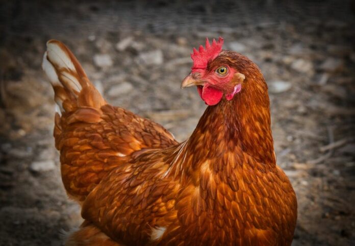 Confirman primer caso humano de influenza aviar A(H5N1) en México