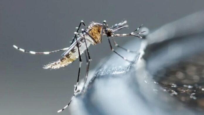 Secretaría de Salud lleva a cabo vigilancia epidemiológica del dengue en Querétaro