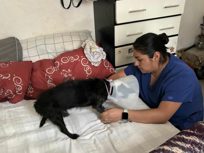 Cuidado Animal realiza visita a Zeus, perrito herido por arma en San Juan del Río