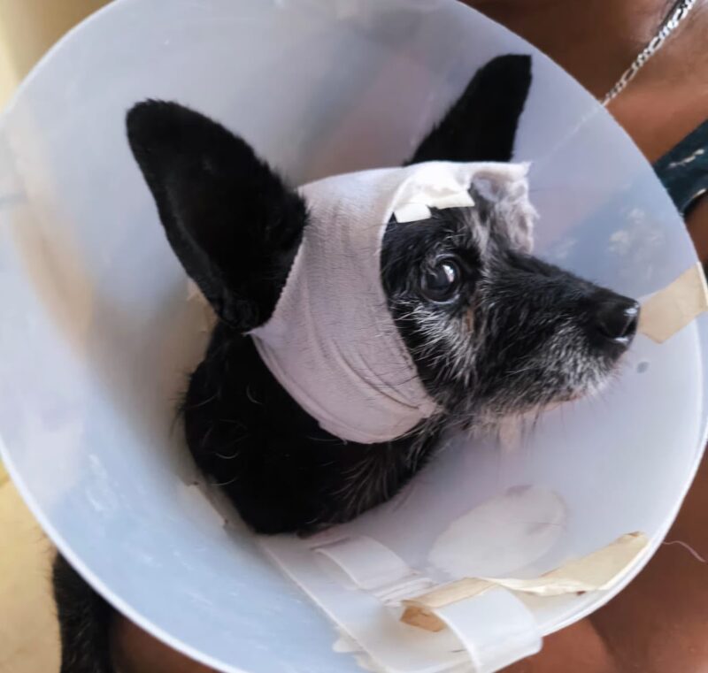 Cuidado Animal realiza visita a Zeus, perrito herido por arma en San Juan del Río