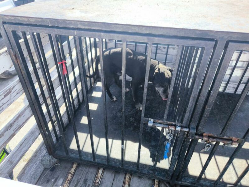 Cuidado Animal rescata a perro en condiciones de maltrato en San Juan del Río