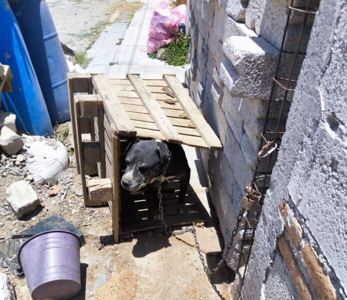 Cuidado Animal rescata a perro en condiciones de maltrato en San Juan del Río