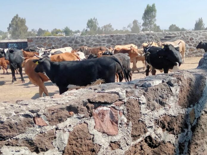 Sequía histórica genera alza de precios en el ganado de San Juan del Río