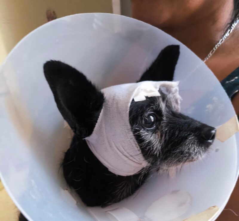 Zeus, perrito herido en San Juan del Río, recibe atención veterinaria con apoyo estatal y municipal