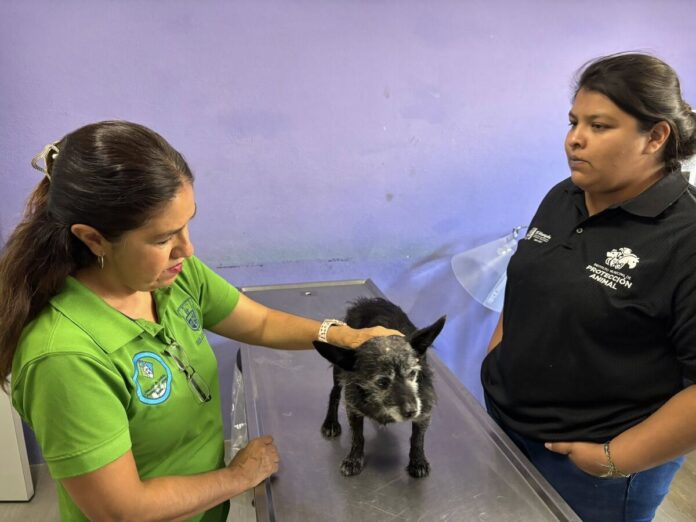 Zeus, perrito herido en San Juan del Río, recibe atención veterinaria con apoyo estatal y municipal
