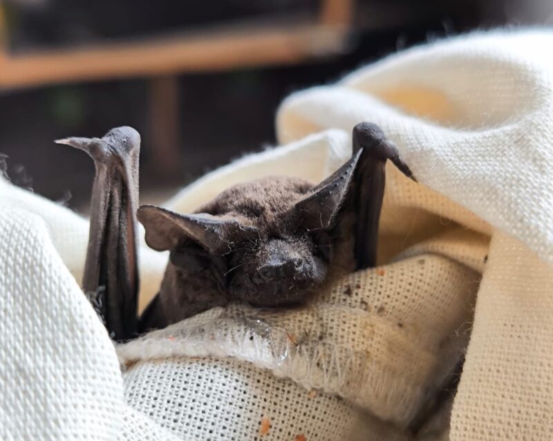 Cuidado Animal rescata a murciélago en el Centro Cívico de San Juan del Río