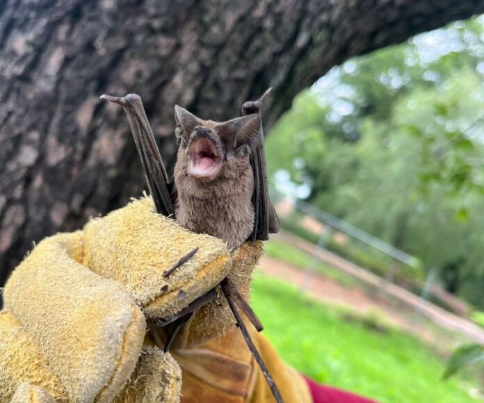 Cuidado Animal rescata a murciélago en el Centro Cívico de San Juan del Río