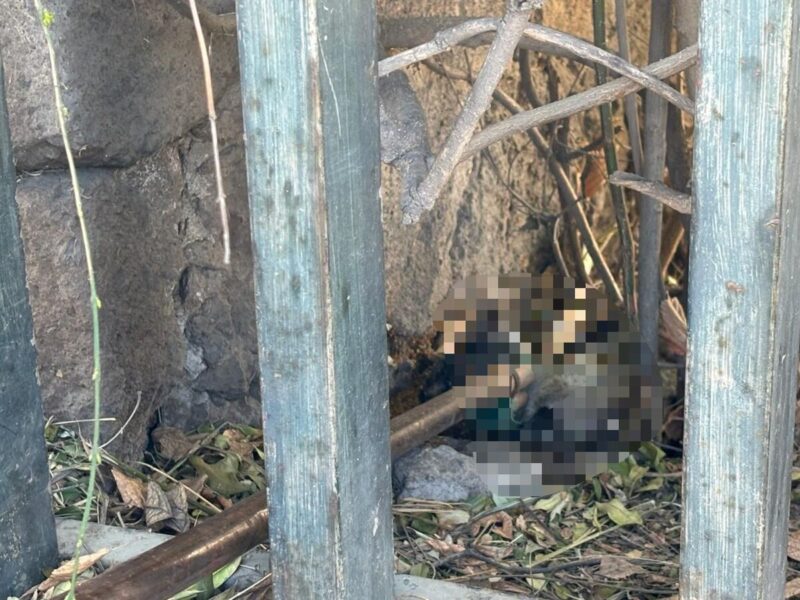 Fiscalía sentencia con 4 años de prisión a sujeto por crueldad animal en San Juan del Río