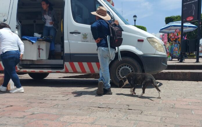Advierten sobre abandono de perros que acompañan peregrinaciones