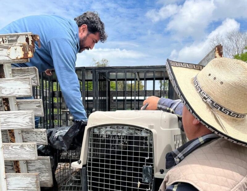 Bomberos de SJR y Cuidado Animal rescatan y liberan crías de tlacuache