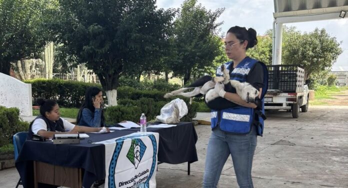 Esterilizarán a 150 mascotas este sábado en Cuidado Animal SJR