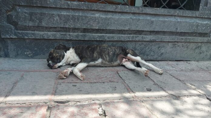 Peligro de abandono para perros que acompañan peregrinaciones al Tepeyac