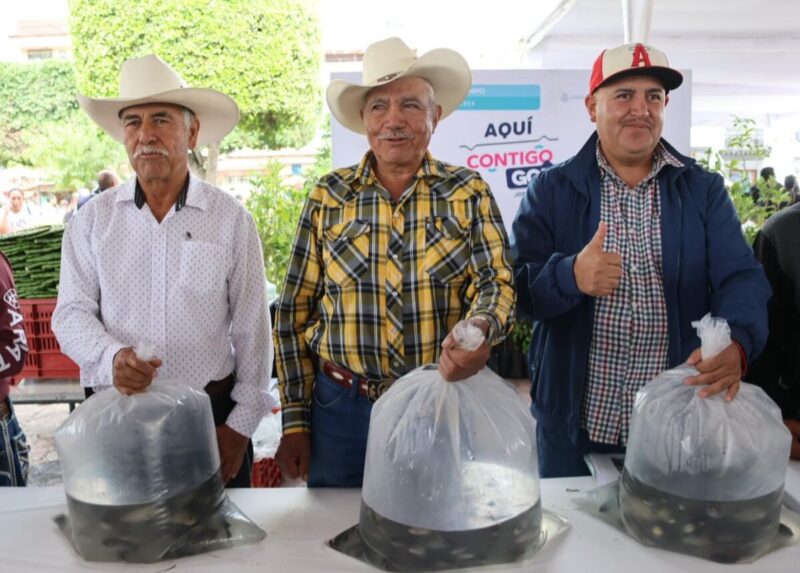 Querétaro impulsa producción de Tilapia; Sedea entrega 300 mil crías