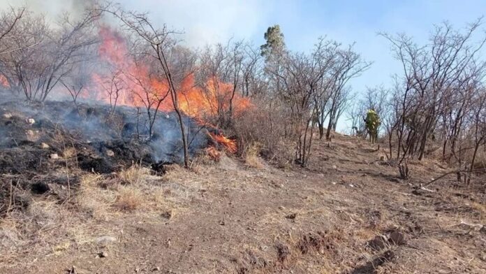 CONAFOR busca reforzar brigadas en Amealco para prevenir incendios forestales