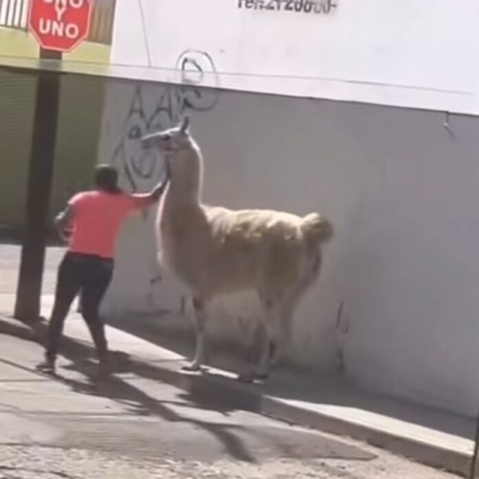 Cuidado Animal aclara presencia de llama en el centro de San Juan del Río