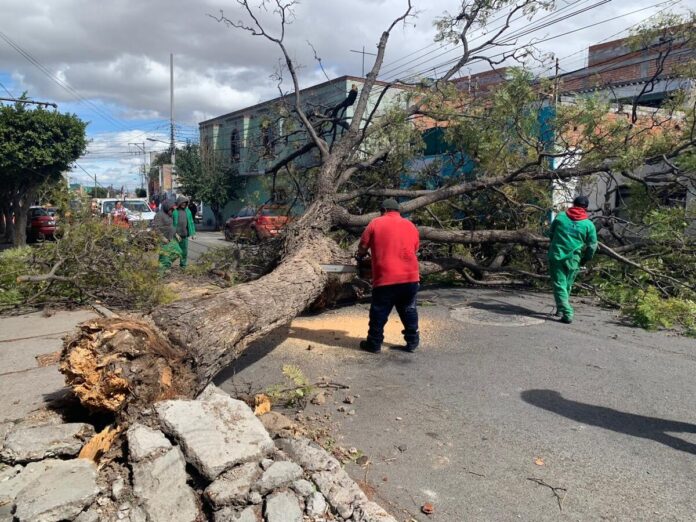 Intervienen 55 árboles por enfermedad o riesgo de colapso en San Juan del Río