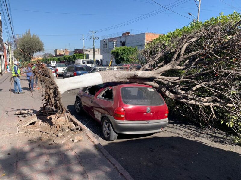 Intervienen 55 árboles por enfermedad o riesgo de colapso en San Juan del Río