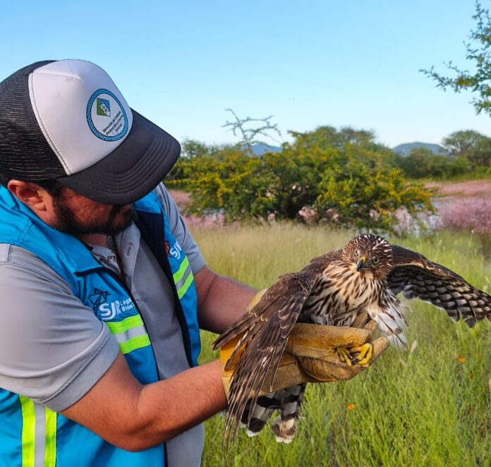 Cuidado Animal libera a Gavilán de Cooper en San Juan del Río