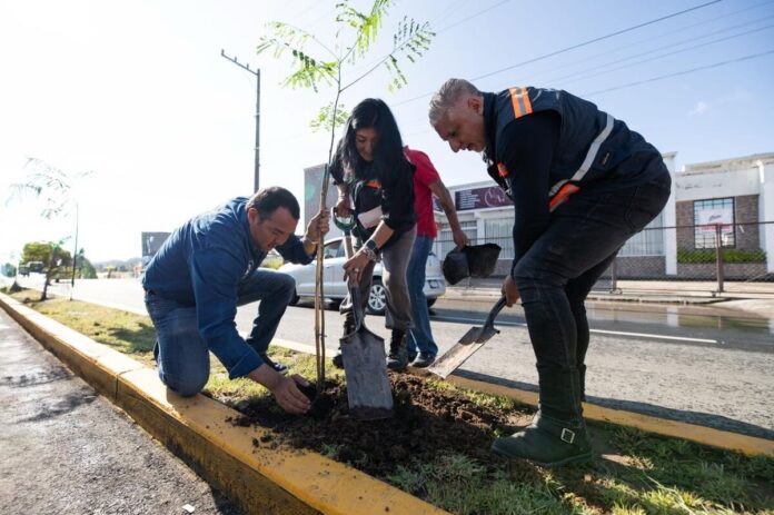 En cuatro años, se han realizado reforestaciones con más de 48 mil árboles plantados: Roberto Cabrera