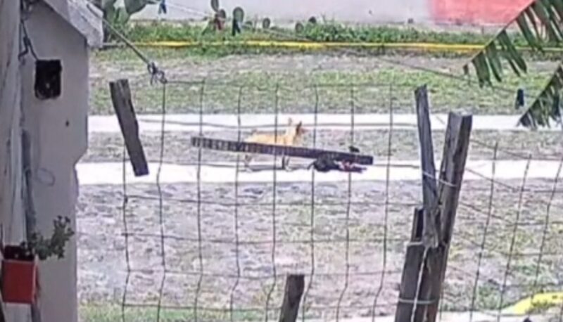 SSPM-SJR investiga a policía por atropellar a un perro