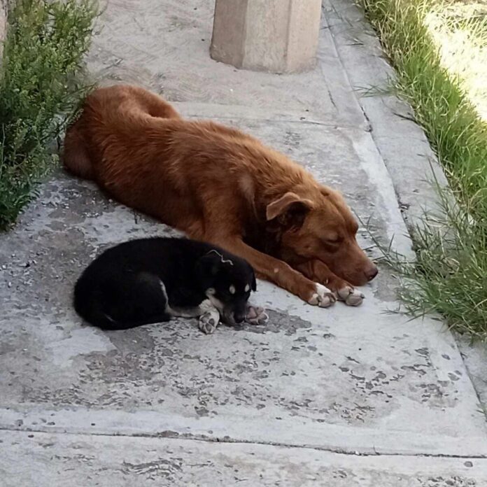 A salvo perrita y cachorro tras ser atropellados en El Rodeo, SJR