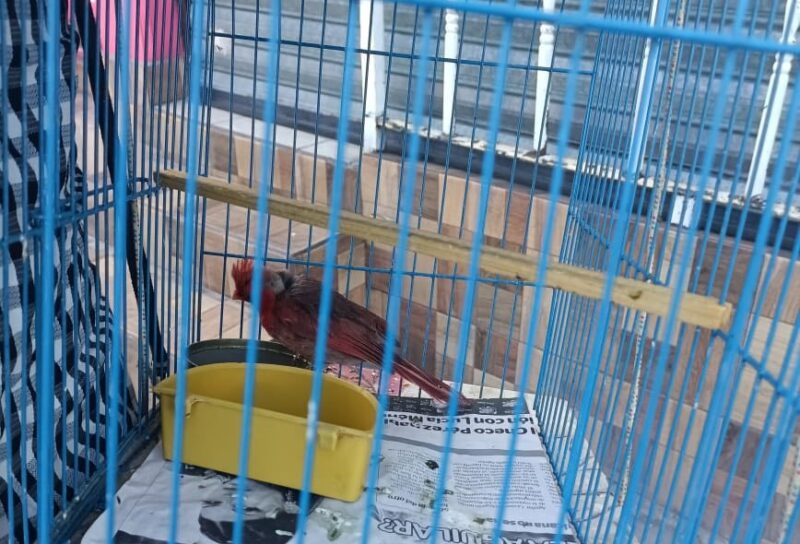 Cuidado Animal decomisa aves silvestres, fueron liberadas en San Juan del Río y Amealco