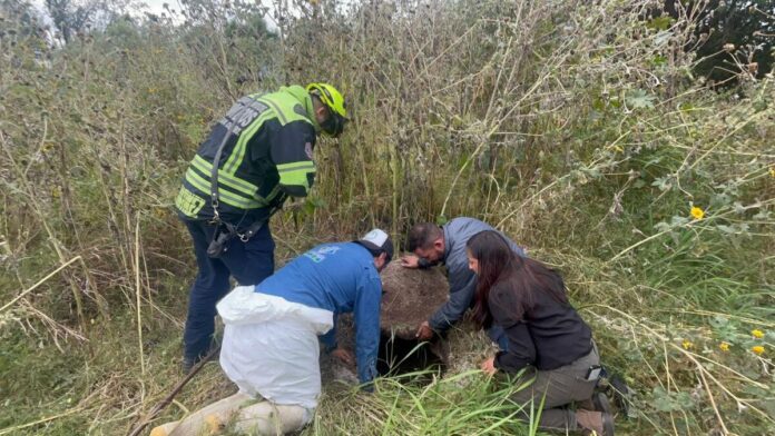 Cuidado Animal y Bomberos rescatan a perrita tras caer a alcantarillado en SJR Cuidado Animal y Bomberos rescatan a perrita tras caer a alcantarillado en SJR