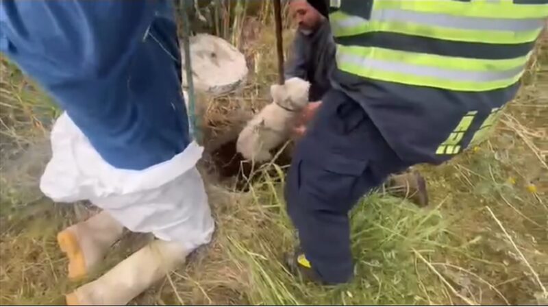 Cuidado Animal y Bomberos rescatan a perrita tras caer a alcantarillado en SJR