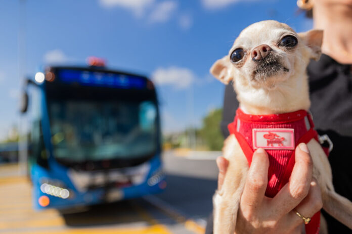 Querétaro contará con Sistema Qrobús Pet Friendly