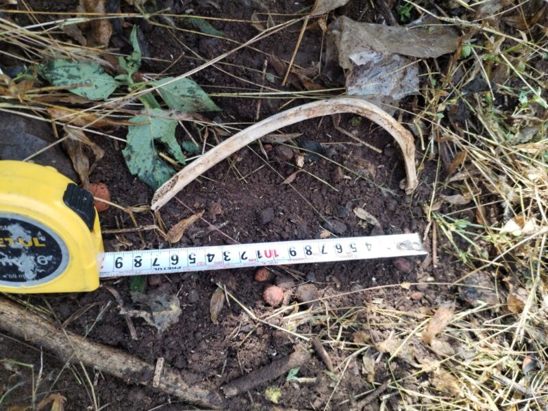 Séptimo hallazgo positivo en Barranca de Cocheros: localizan costilla humana