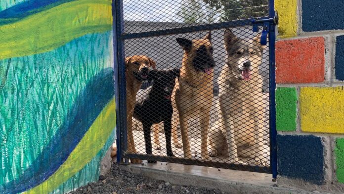 Dirección de Cuidado Animal duplica adopciones durante el mes de febrero