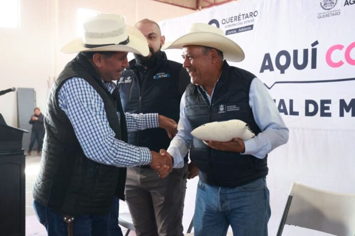 Entrega SEDEA 178 toneladas de maíz para familias productoras en Pedro Escobedo