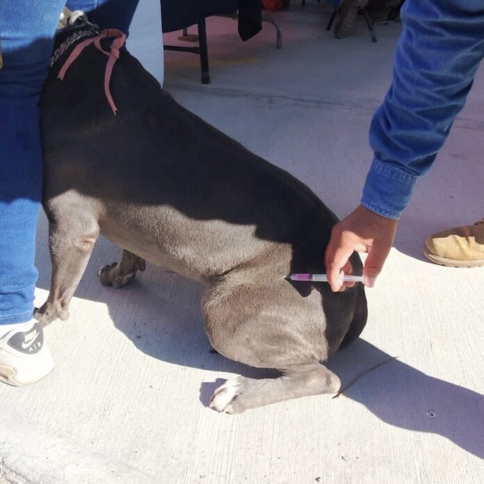 Dirección de Cuidado Animal espera dosis estatales para ampliar vacunación antirrábica