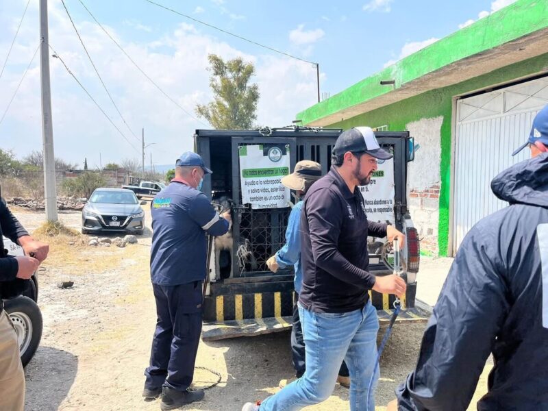 Rescatan a más de 30 caninos en condiciones de maltrato; detienen a presunto agresor reincidente en SJR