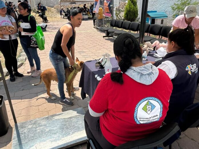 Cuidado Animal realiza primera jornada de esterilización masiva gratuita de 2026 en SJR