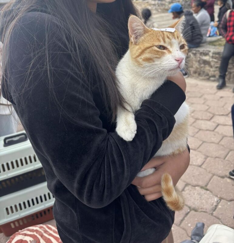 Cuidado Animal realiza primera jornada de esterilización masiva gratuita de 2026 en SJR