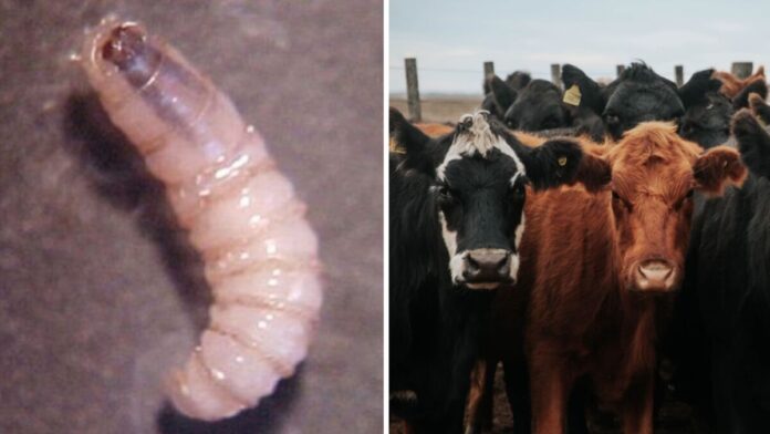 Confirman primer caso de Gusano Barrenador en SJR; emiten alerta a ganaderos