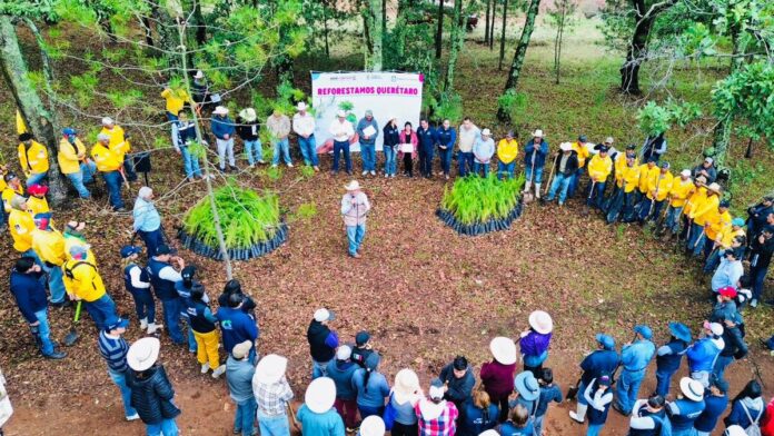 Arranca SEDEA temporada de reforestación en Querétaro; plantarán 100 mil árboles en Amealco