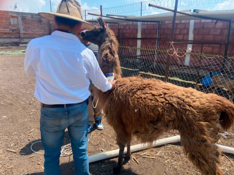 Asegura Profepa 111 animales silvestres en Querétaro; detienen a una mujer por tráfico ilegal