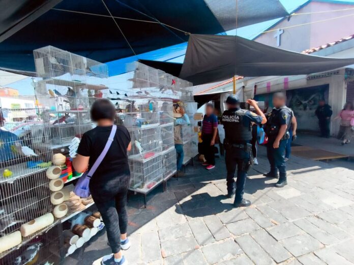 Asegura Profepa 111 animales silvestres en Querétaro; detienen a una mujer por tráfico ilegal