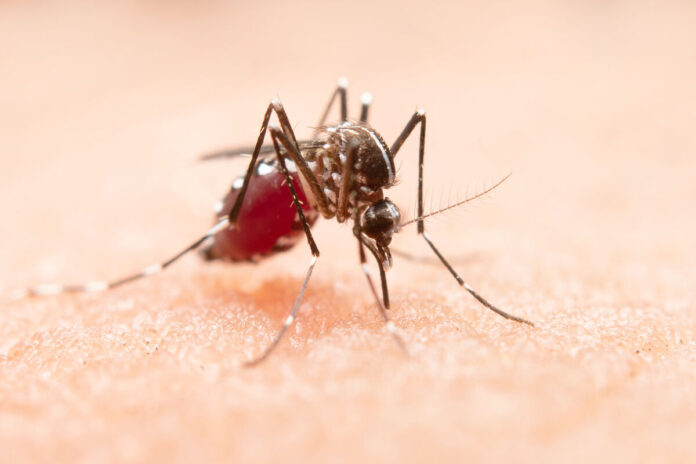 Querétaro registra un caso de dengue; SESA llama a reforzar el 