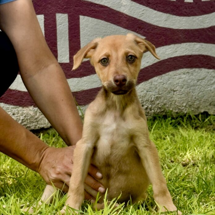 Tequisquiapan celebra la adopción y reafirma su compromiso con el bienestar animal en el Día Mundial del Perro
