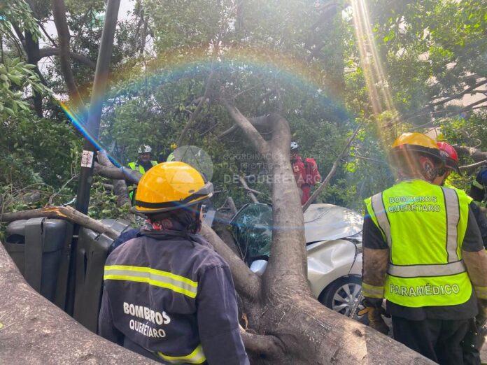 Trágico desplome de árbol junto a la Alameda Hidalgo deja un hombre muerto y una menor herida