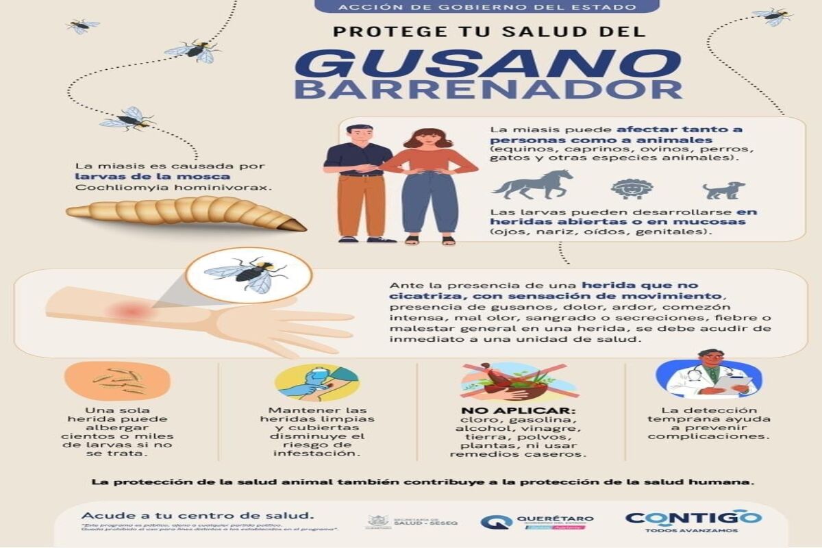 Refuerza SESA vigilancia tras confirmar 7 casos de miasis humana por gusano barrenador en Querétaro