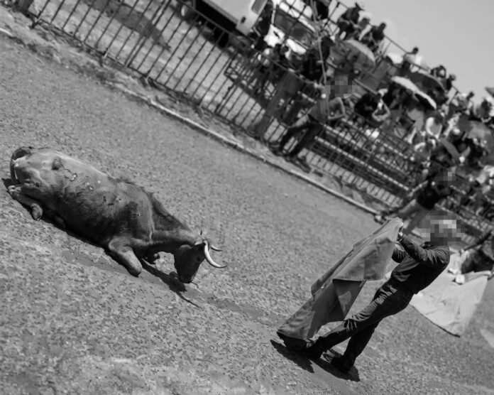 Denuncian presunto maltrato animal durante ‘Pamplonada’ en Amealco