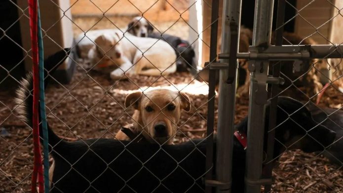 Evalúan sacrificio de perros que atacaron a niña en La Rueda