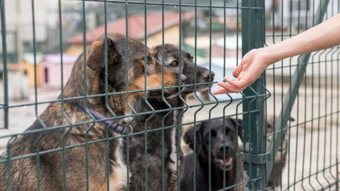 Sacrifican hasta 100 perros y gatos al mes en San Juan del Río