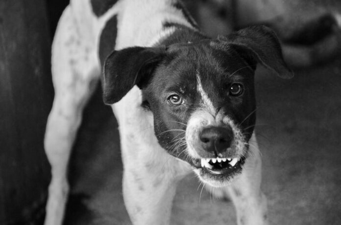Perros atacan a niña en La Rueda SJR
